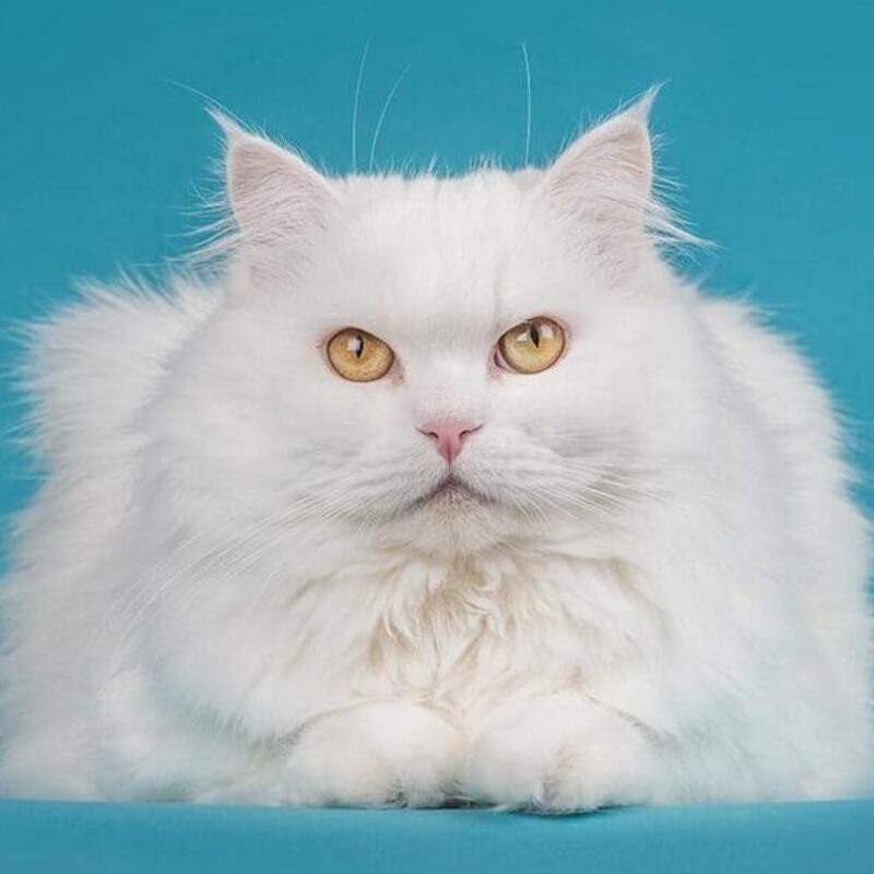 Gatitos Angora Turcos Azules