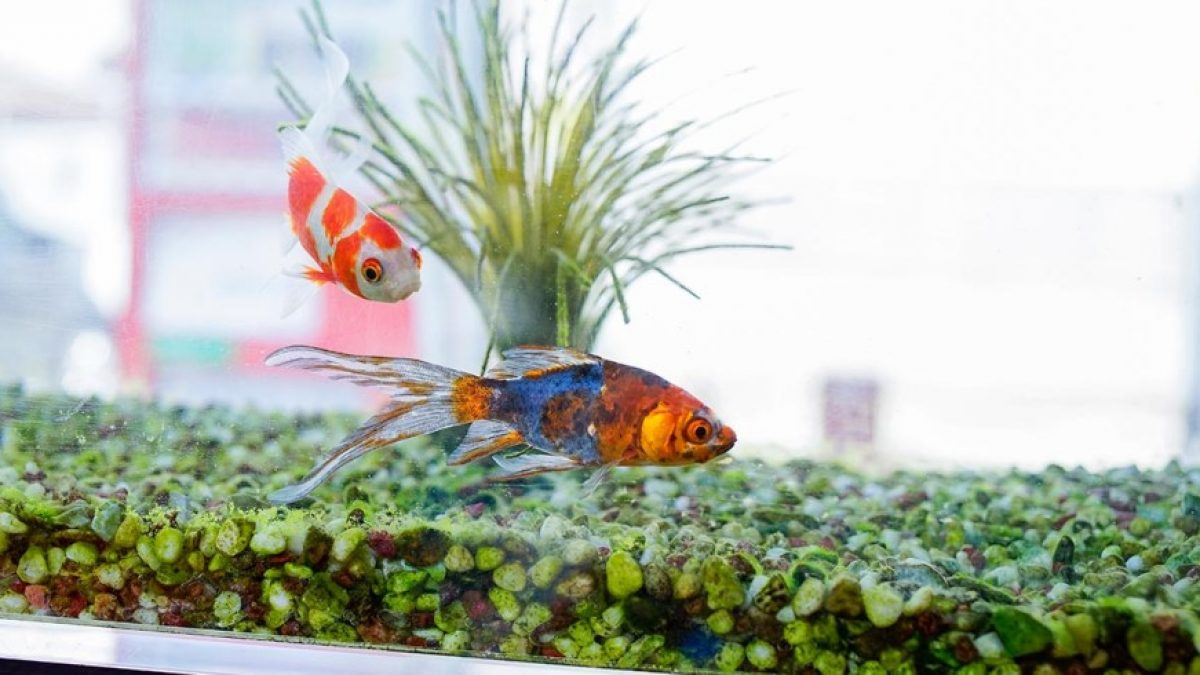 Peces agua fría: ¿cuál es su acuario Tiendanimal