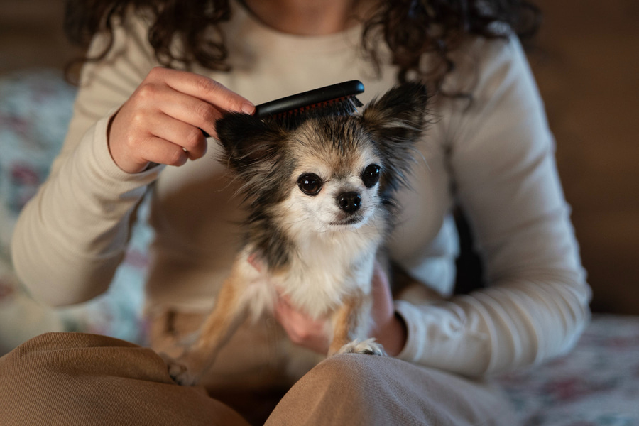 Razas de perros que no sueltan pelo
