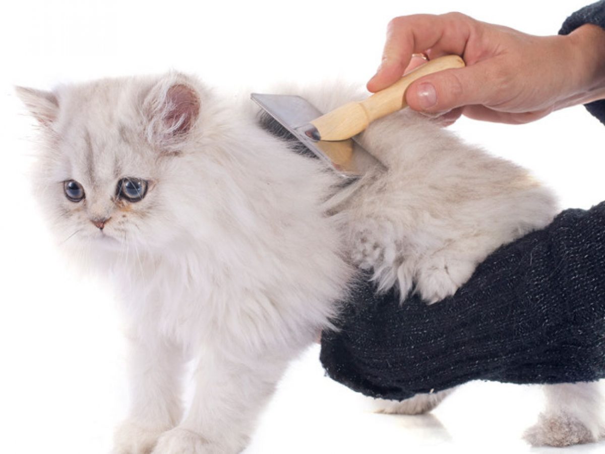 Cómo cuidar el pelo de un gato persa  Tiendanimal