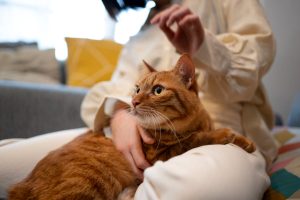 ¿Qué hacer si tienes alergia a los gatos? Mejores remedios