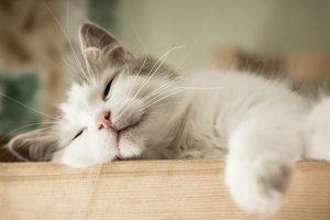 Cómo conseguir que tu gato duerma por las noches