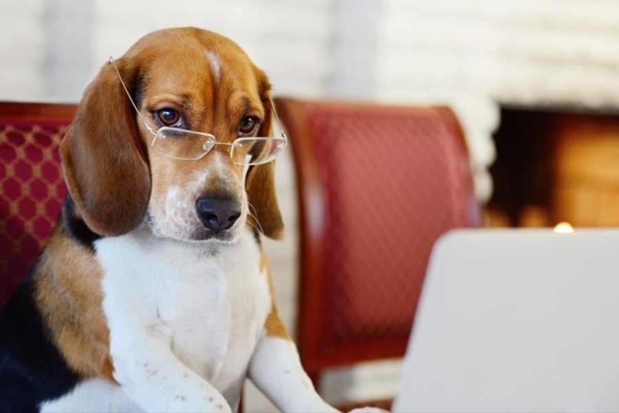 Cómo empezar a cuidar de un beagle cachorro