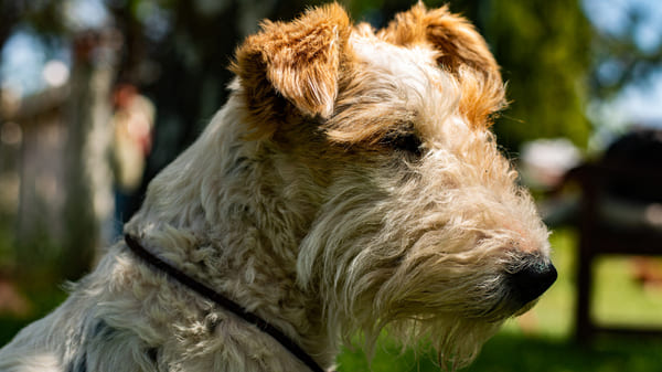 Razas de perros recomendables para pisos