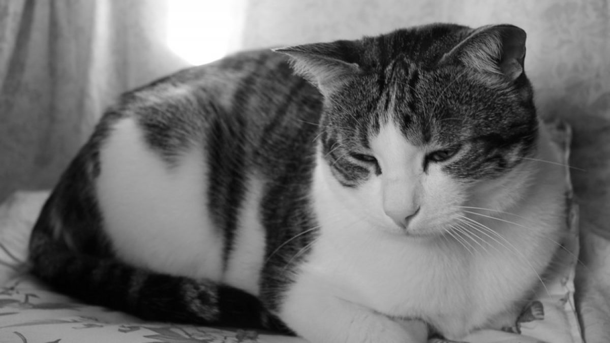 Mi hace con sangre - Tiendanimal