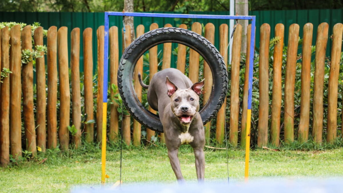 Juegos para pitbull 2025