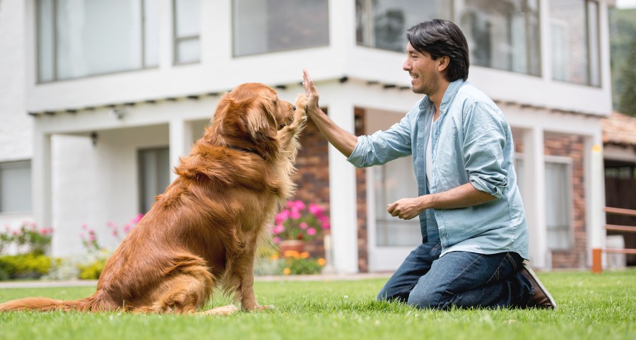 hombre adiestrando a un perro