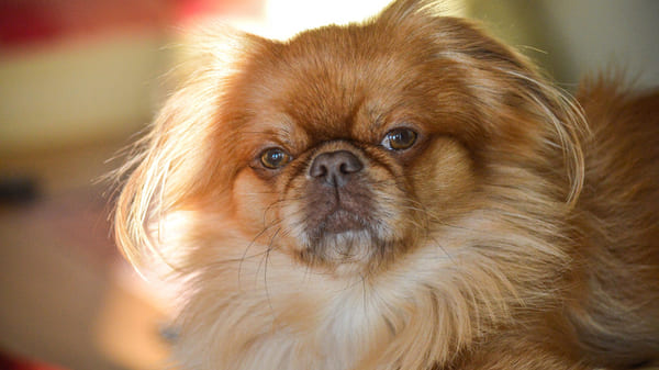 Mejores razas para apartamentos