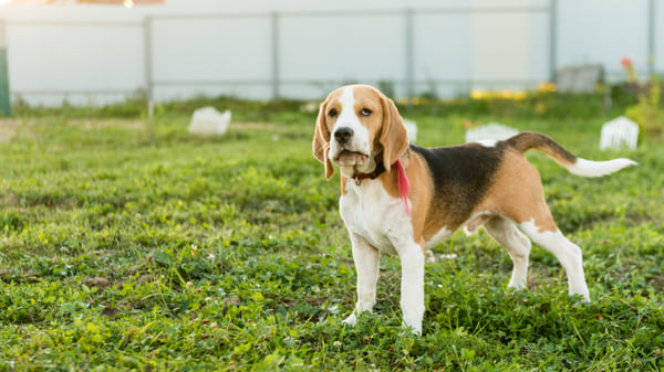 Razas que se adaptan a pisos