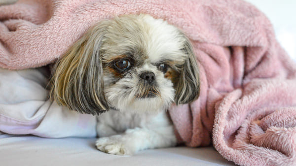 Mejores razas de perros para vivir en un piso