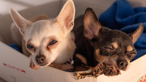 Razas de perros para pisos