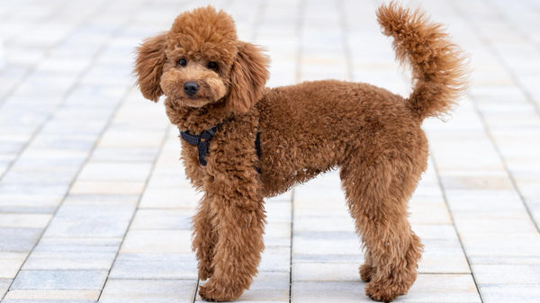 Razas de perros para pisos