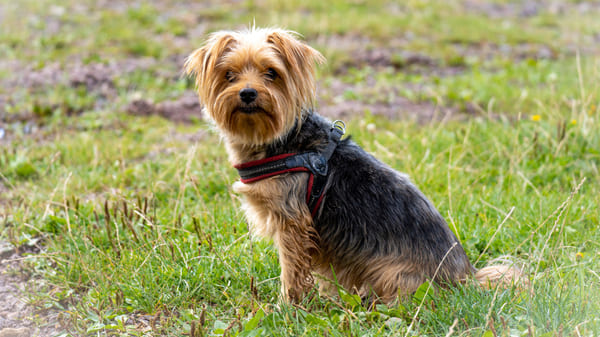 ¿Qué características debe tener un perro para vivir en un piso?