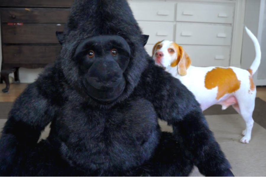 Maymo y el gorila de peluche