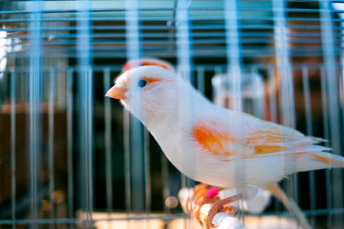 Cómo saber si tu canario es macho o hembra - Tiendanimal