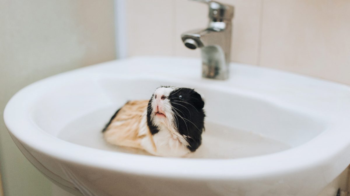 Puedo bañar a mi cobaya? - Tiendanimal
