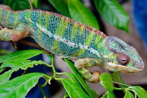 equipar el terrario para una iguana o un camaleón (1)