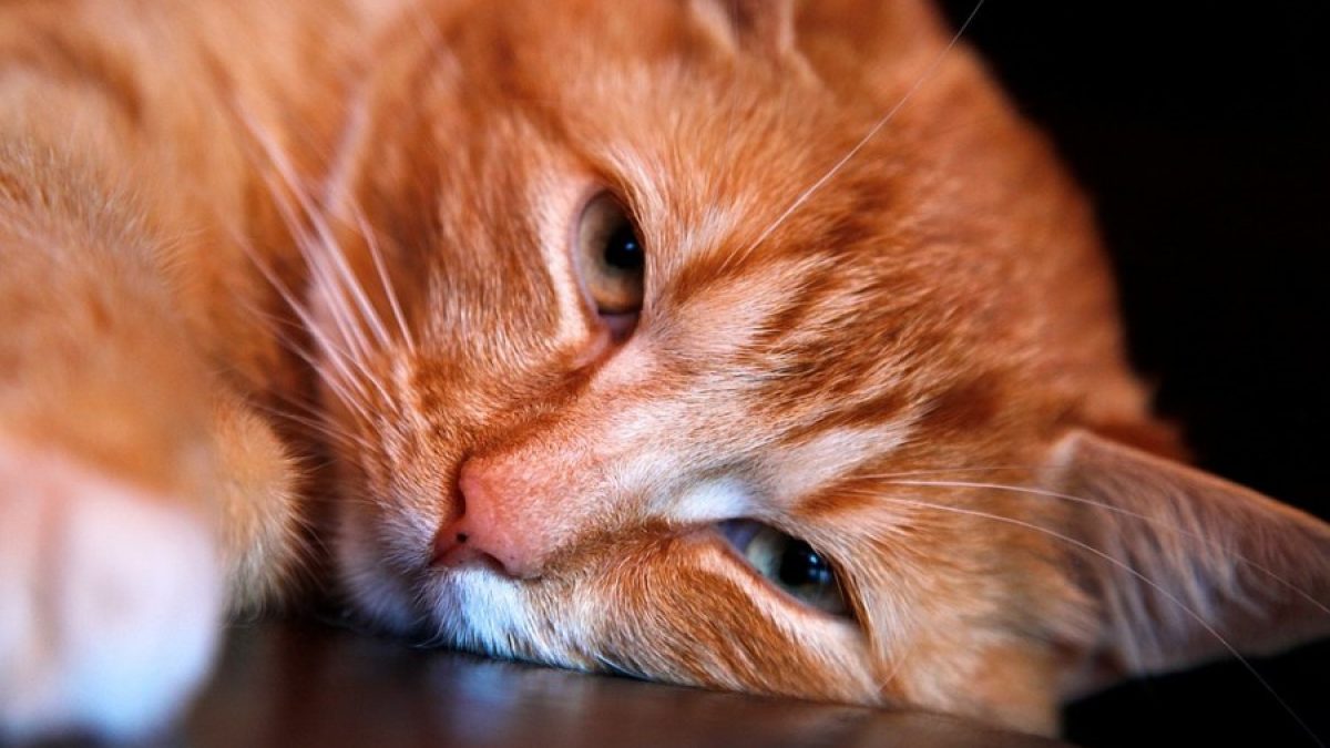 Agacharse Papúa Nueva Guinea Centro de niños Mi gata esterilizada se orina en todas partes - Tiendanimal Agacharse Papúa Nueva Guinea Centro de niños Mi gata esterilizada se orina en todas partes - Tiendanimal