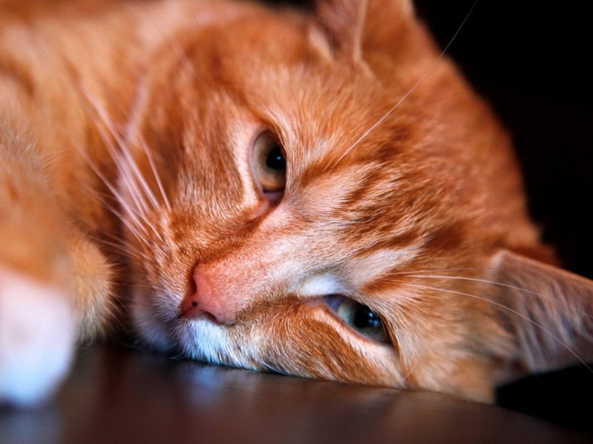 Si Castro A Mi Gato Deja De Marcar Territorio Mi gata esterilizada se orina en todas partes - Tiendanimal