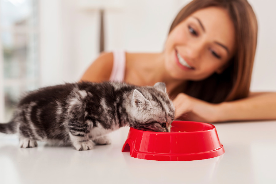 Cómo elegir el mejor bebedero para tu gato: tipos y consejos