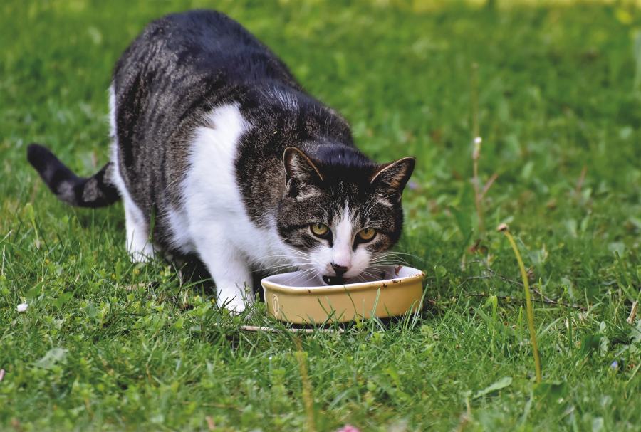 Qué pueden comer los gatos