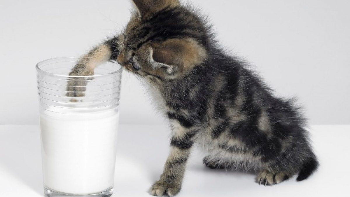 La leche es buena para los gatos? - Tiendanimal