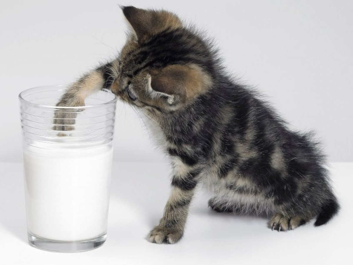 La leche para los gatos? Tiendanimal