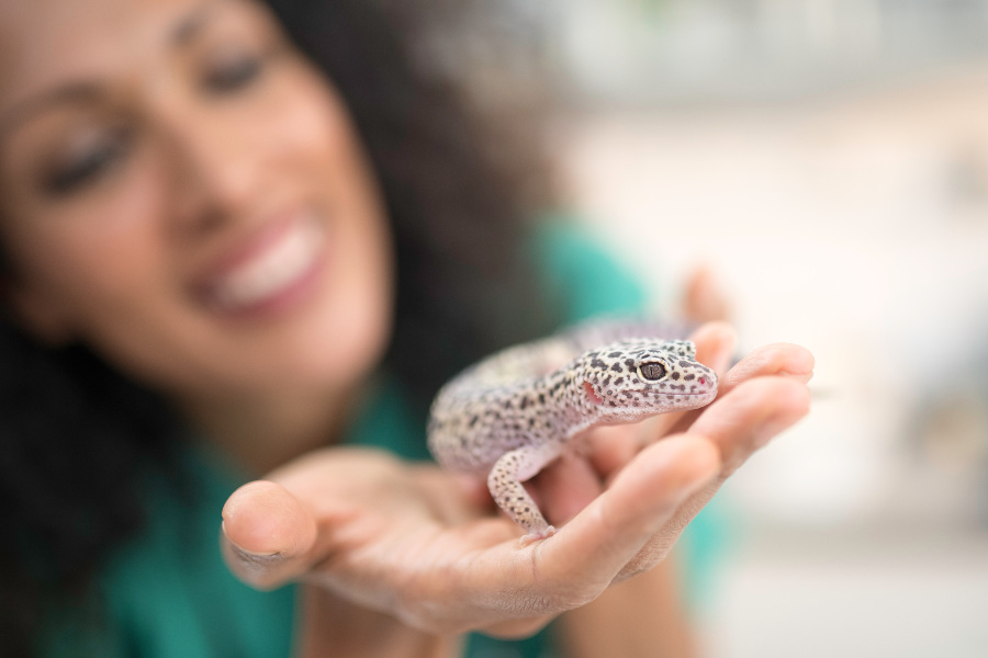 lagarto en mano veterinaria