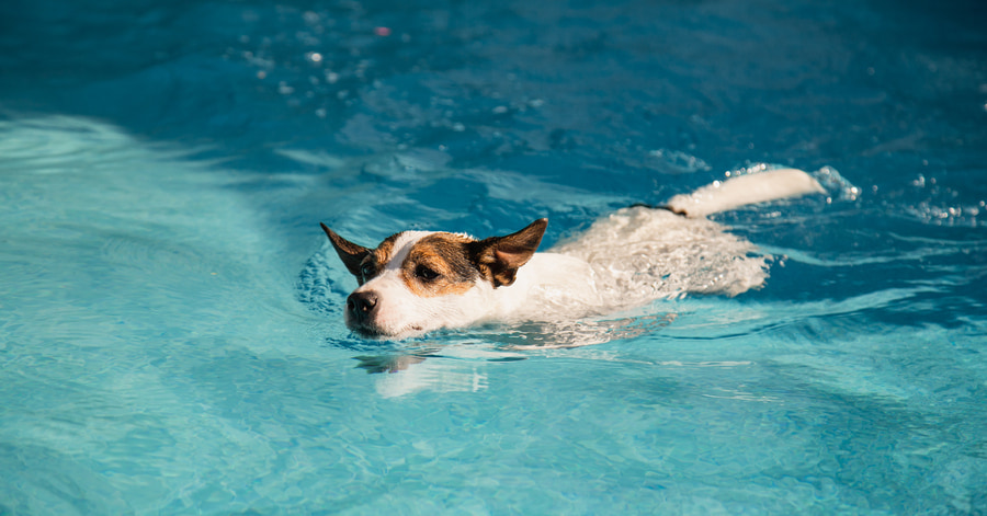 Las mejores piscinas de Madrid para ir con perros