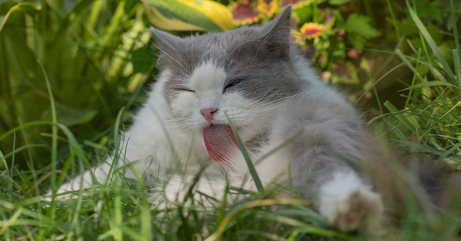 ¿Por qué tu gato se lame tanto?
