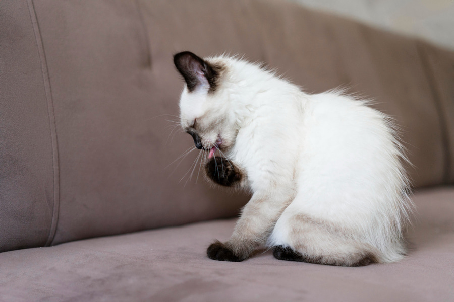 Mi gato se lame mucho: causas y soluciones