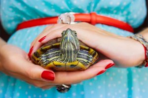 Enfermedades en el caparazón de una tortuga