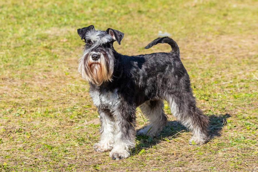 Guía de cuidados pelo schnauzer: cepillado, baño y corte