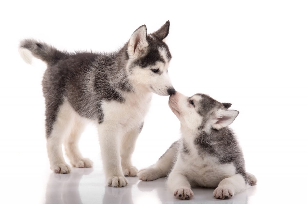 Cómo a un husky cachorro, día a día - Tiendanimal