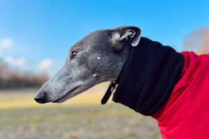 Mejores abrigos para galgos: guía completa para protegerlos del frío