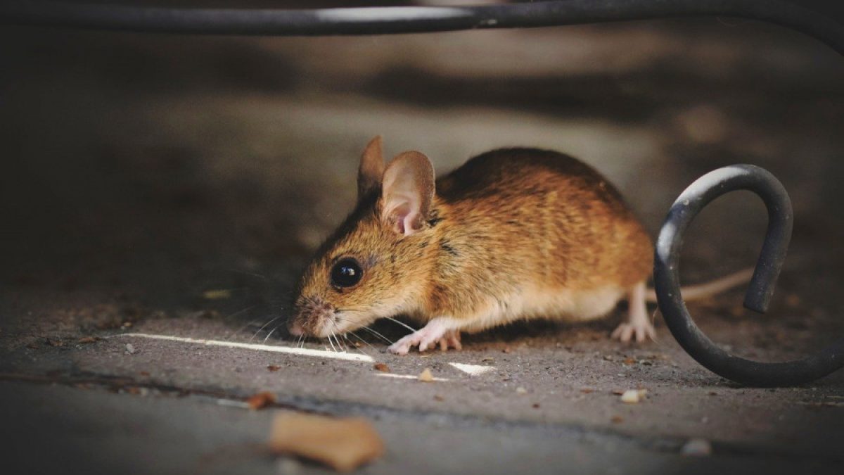 Las 5 Mejores Trampas para Ratas y Ratones: Elimina Plagas