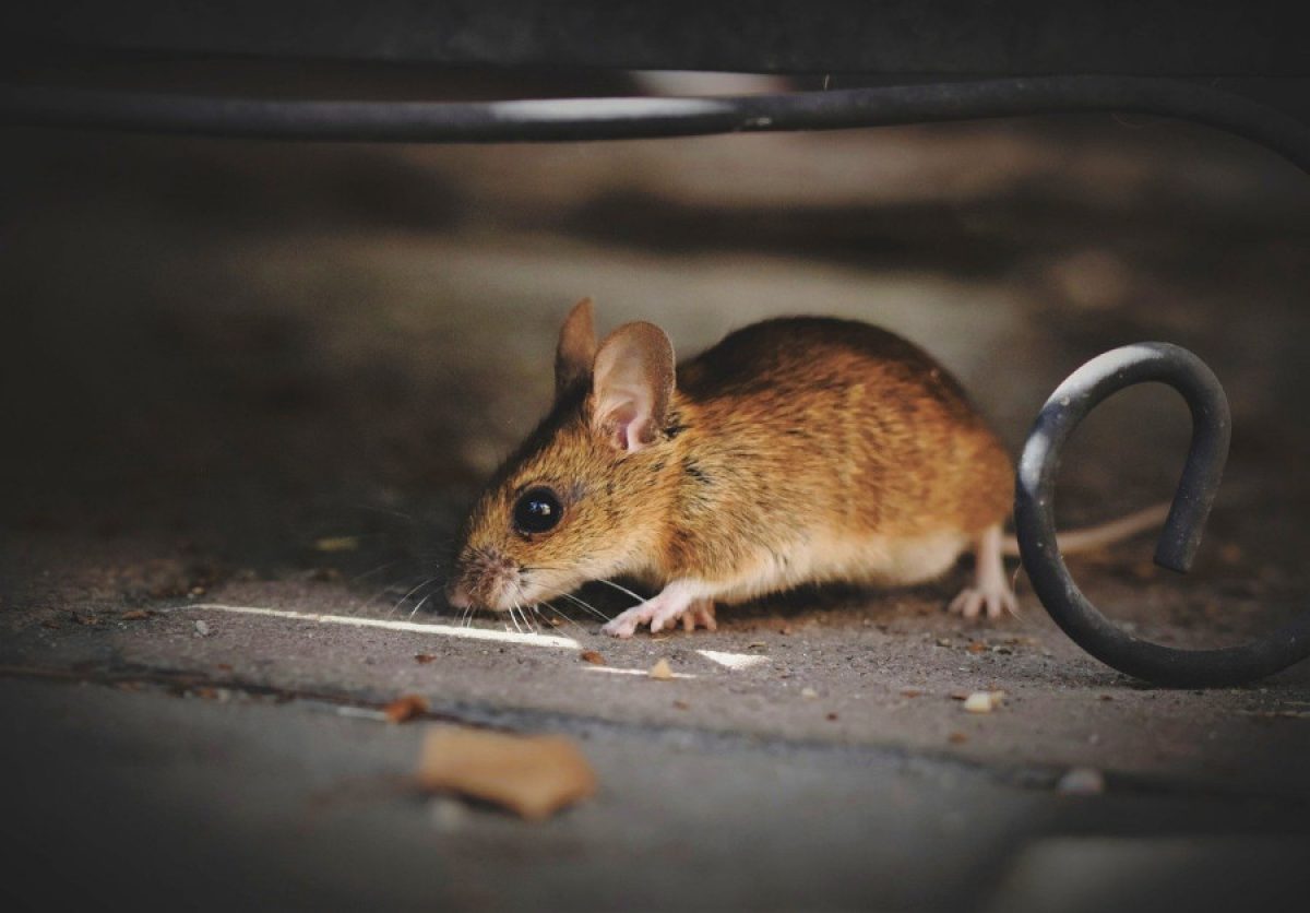 Trampas de Pegamento para Ratas y Ratones - Todo Ferreteria