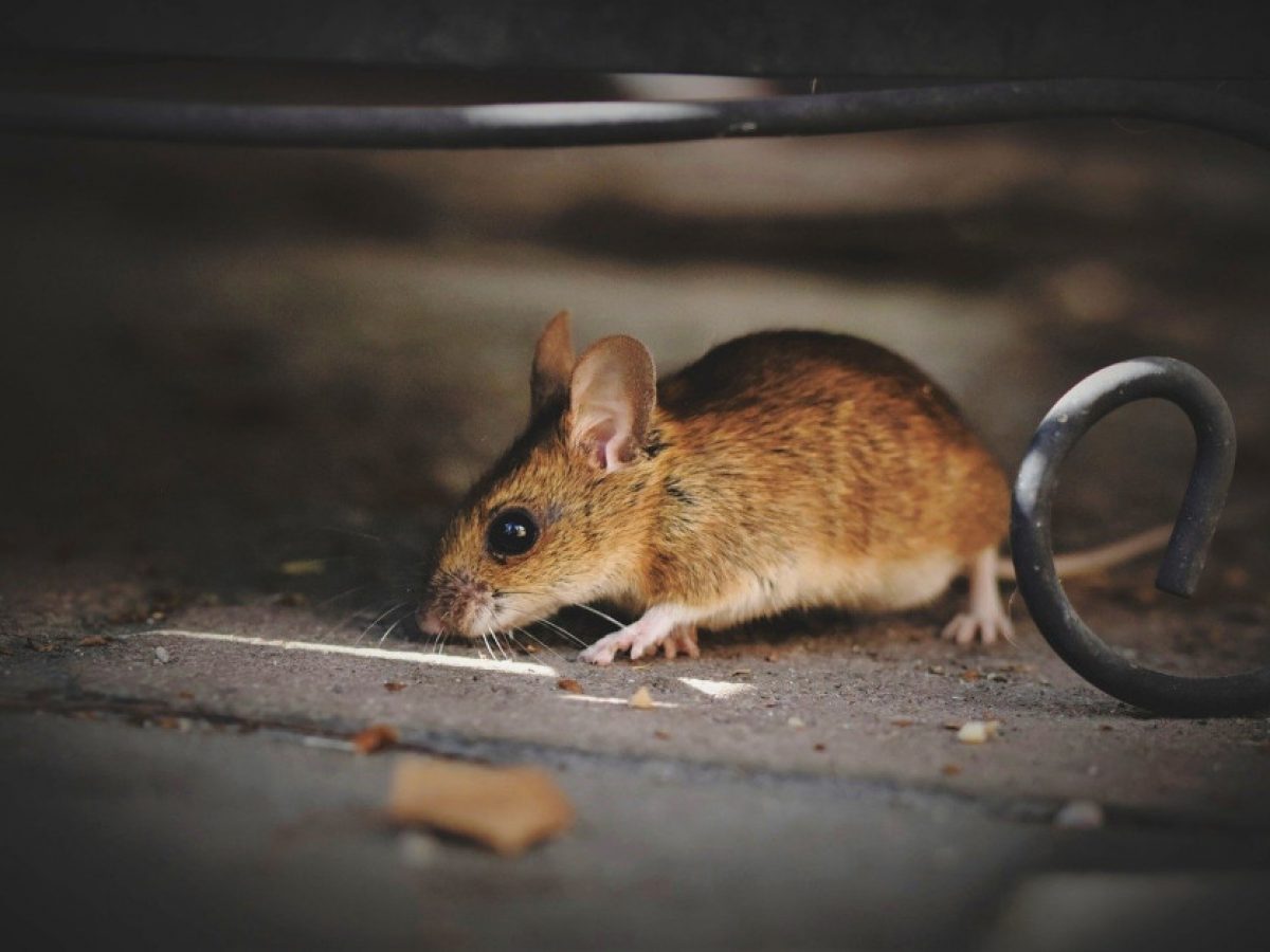 Trampas de pegamento para ratones - Tiendanimal