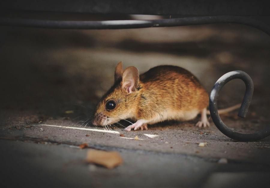 2 Trampas Para Ratas Los Ratones Mata Raton De Control Plagas Trampa Facil  NUEVO