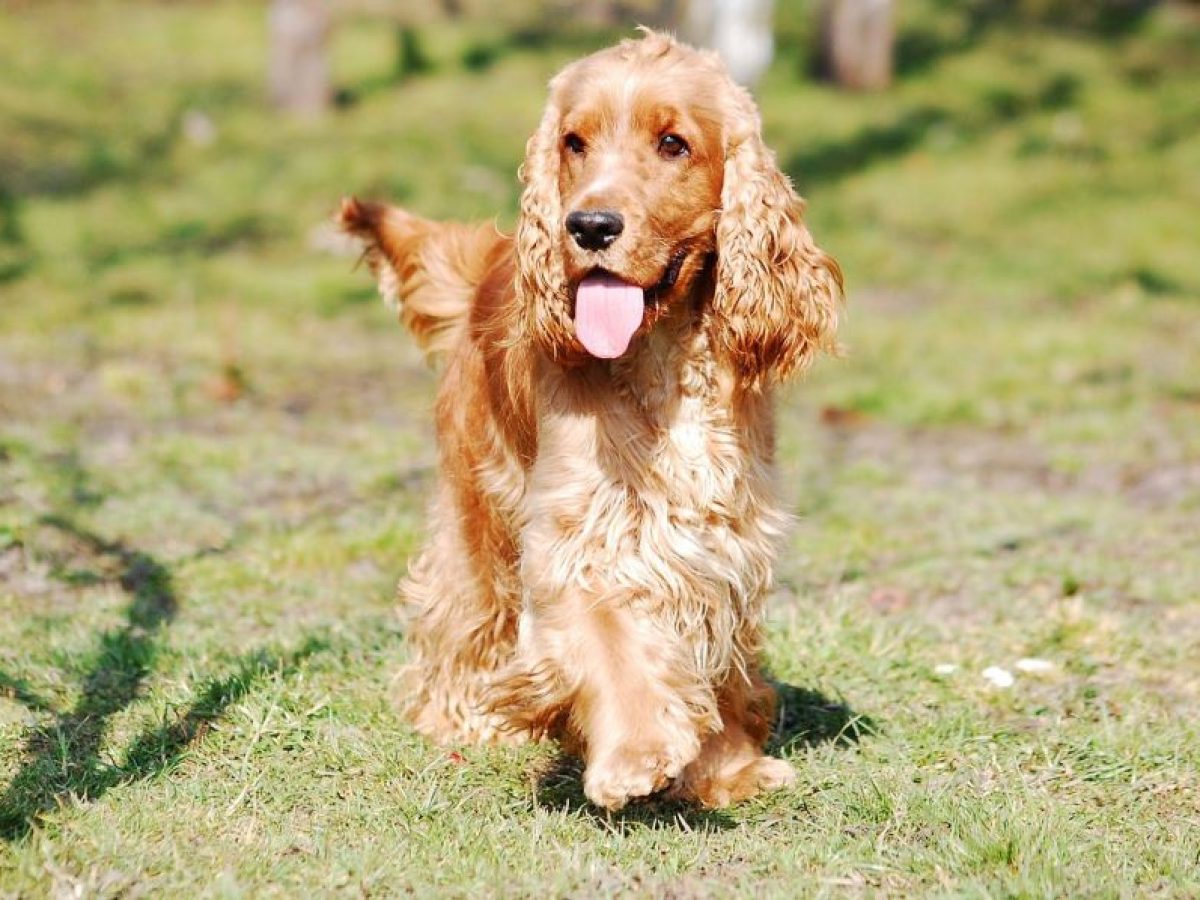 Palabras Para Adiestrar Un Perro En Ingles Educar al cocker spaniel: Consejos útiles y prácticos