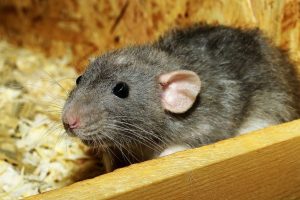 Tareas del hogar Disminución excursionismo Trampas para ratones sin matarlos - Tiendanimal