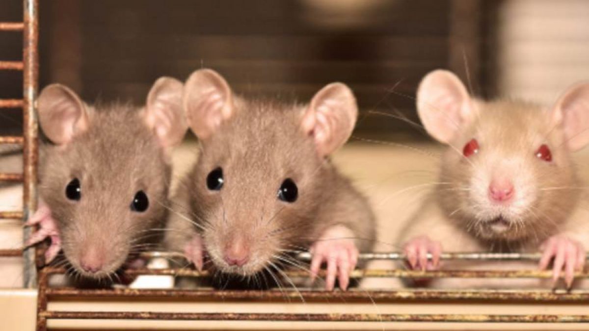 fingir Detector Enriquecimiento La rata como mascota, ¿cómo cuidarla? - Tiendanimal