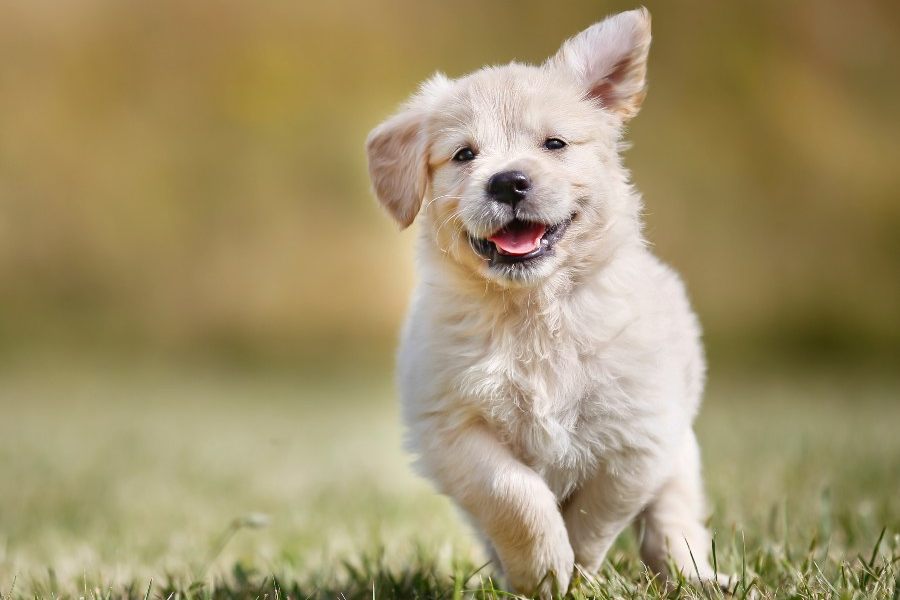 Mejores productos y accesorios para tu cachorro