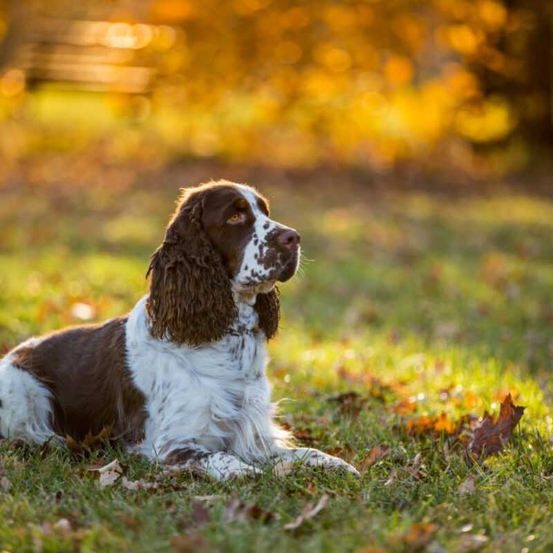 Son Los Cocker Spaniels Buenos Perros De Senderismo
