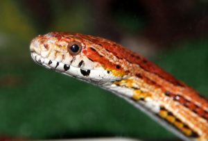 Nosotros mismos tornillo tornillo La respiración de los reptiles ¿cómo lo hacen para adaptarse?