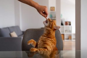 Alimentos prohibidos para gatos que no pueden comer