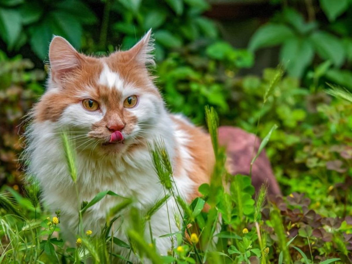 Plantas no tóxicas para gatos - Tiendanimal