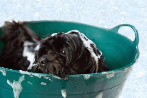 Con qué champú bañar a mi perro y cuáles son los mejores