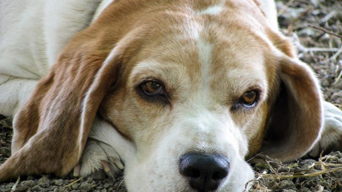 Subdividir para ver ángulo Qué hacer con las cenizas de tu perro fallecido? - Tiendanimal