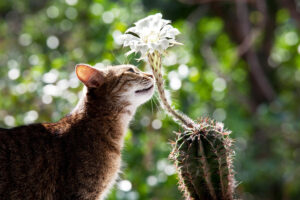 ¿Qué plantas son tóxicas para los gatos?